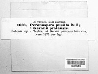 Plasmopara pusilla image